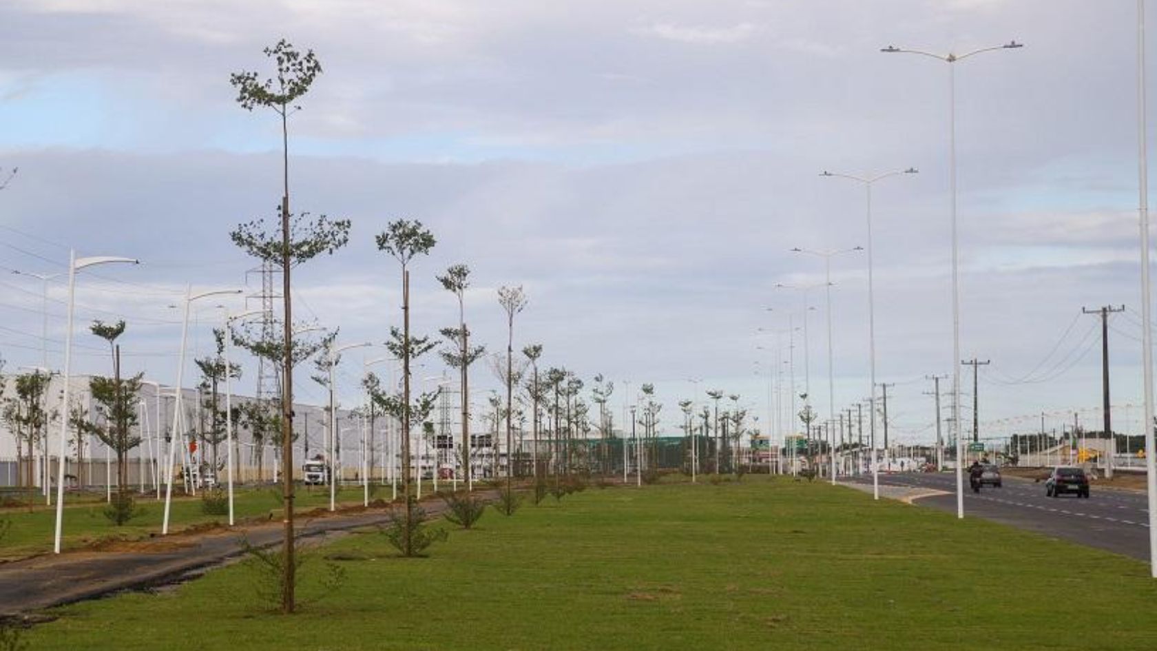 mudas ipês Porto Canoa