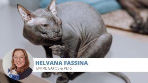 coceira gato