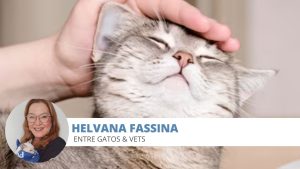 convulsão felinos