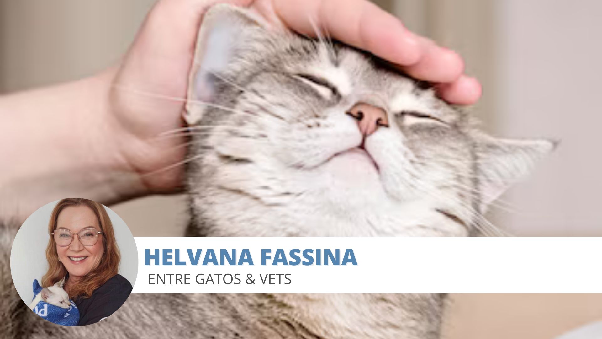 convulsão felinos