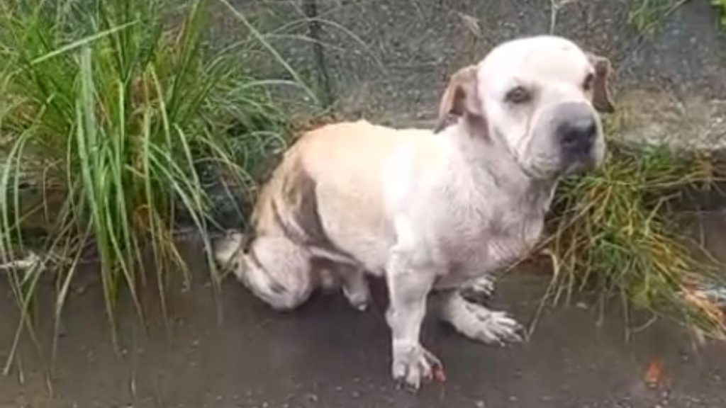 Cachorro Motorista Serra