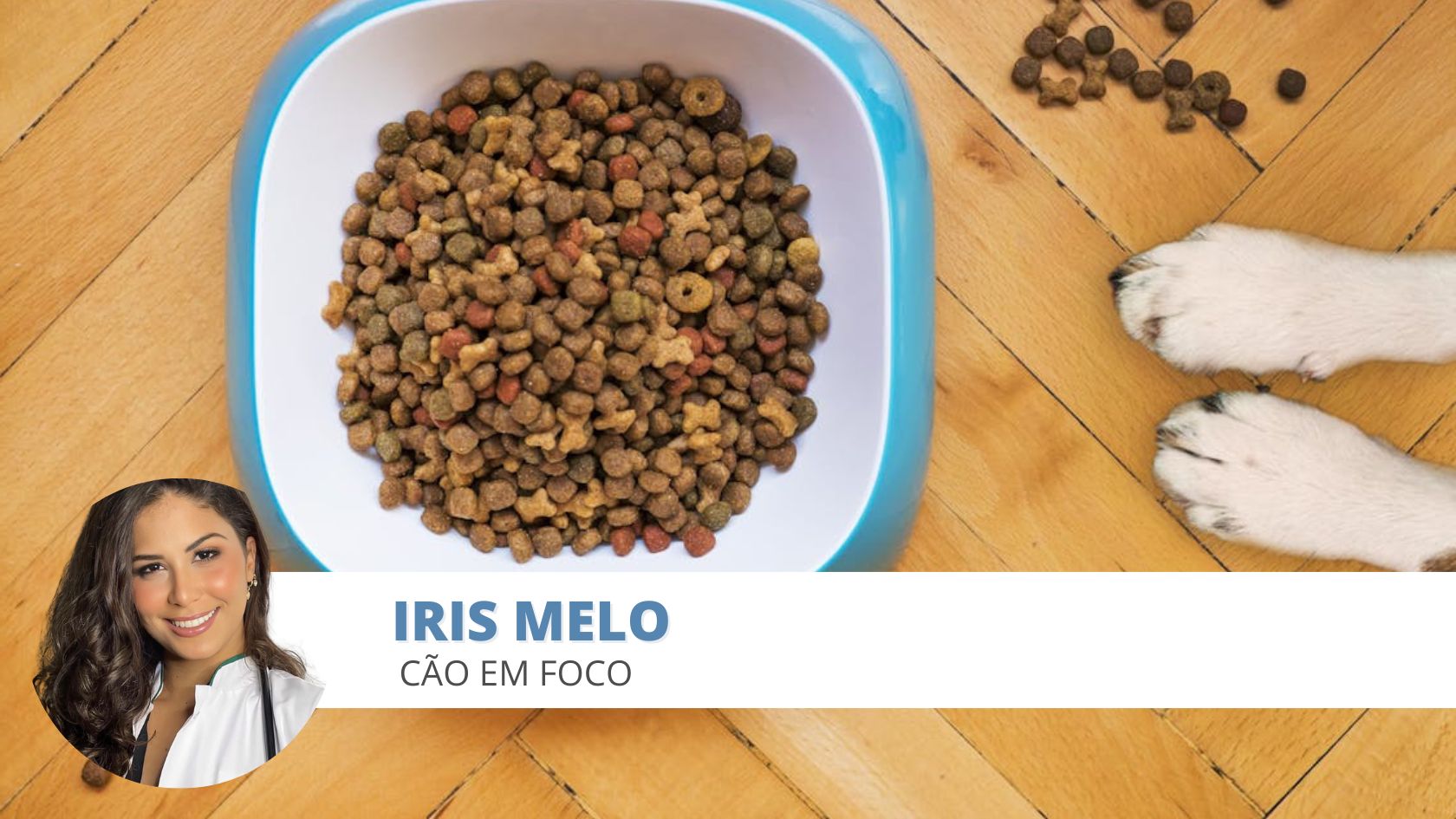 alimentação cão