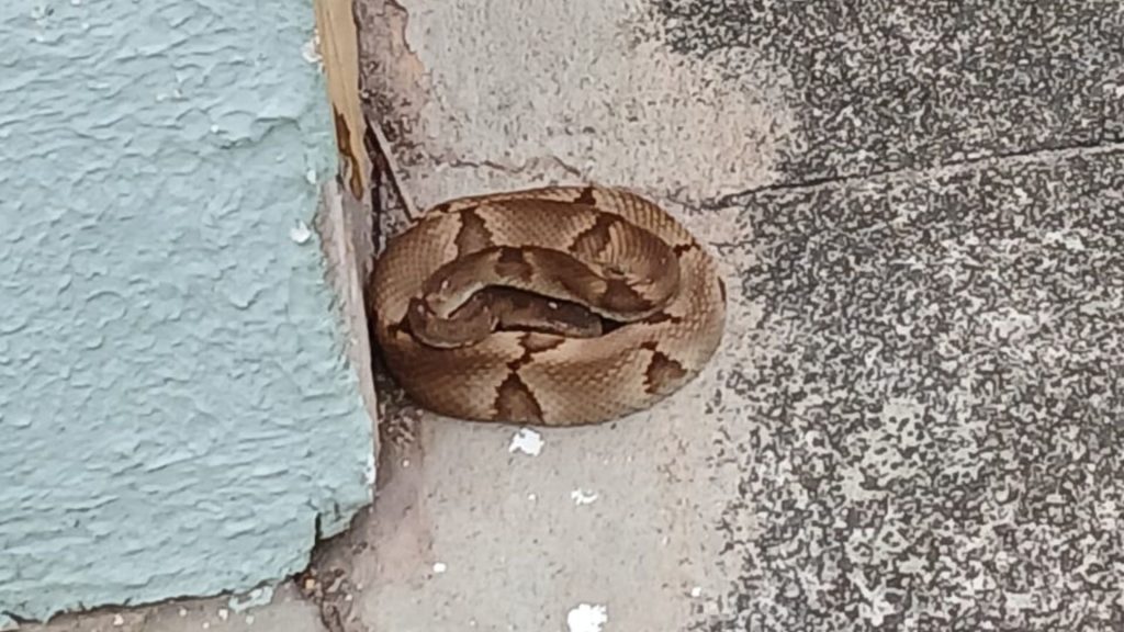 Serra Cobras venenosas Creche