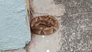 Serra Cobras venenosas Creche