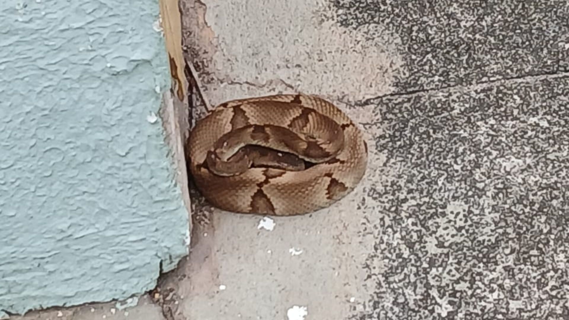 Serra Cobras venenosas Creche